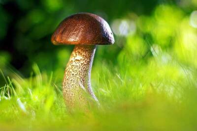 Ученые изучат способность лекарственных грибов и китайских трав противостоять COVID-19 - actualnews.org - Сша