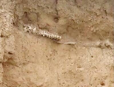 В Крыму на пляже туристы нашли в песке человеческие кости - bloknot.ru - республика Крым