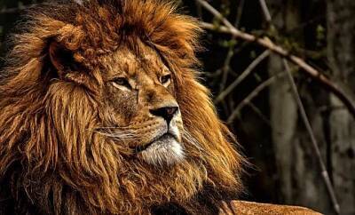 Жительница Нью-Йорка проникла в вольер со львами в зоопарке и мира - cursorinfo.co.il - Нью-Йорк - Нью-Йорк