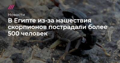 В Египте из-за нашествия скорпионов пострадали более 500 человек - tvrain.ru - Египет