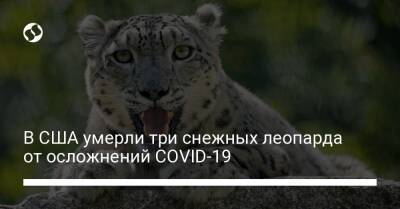 В США умерли три снежных леопарда от осложнений COVID-19 - liga.net - Украина - Сша - Эмираты
