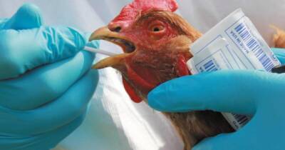 Вспышка птичьего гриппа в Европе и Азии: вирус зафиксирован в нескольких странах - dsnews.ua - Китай