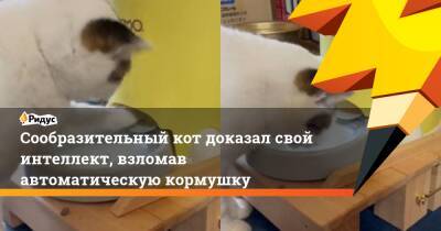 Сообразительный кот доказал свой интеллект, взломав автоматическую кормушку - ridus.ru - Россия