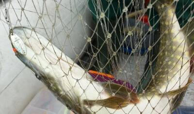 Под Тюменью обнаружены множественные нарушения санитарных норм на рыбном комбинате - nashgorod.ru - Тюмень