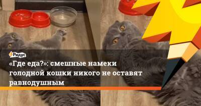 «Где еда?»: смешные намеки голодной кошки никого не оставят равнодушным - ridus.ru