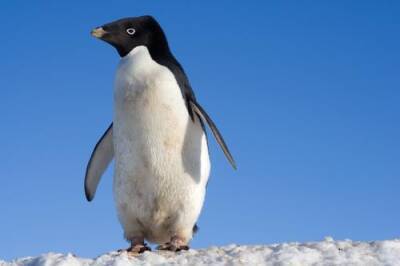 Антарктический пингвин приплыл в теплые воды Новой Зеландии - argumenti.ru - Россия - Новая Зеландия - Антарктида