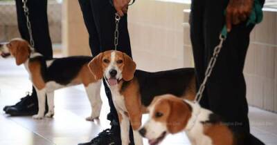 В нескольких тюрьмах Таиланда заключенным разрешат заводить собак - argumenti.ru - Таиланд