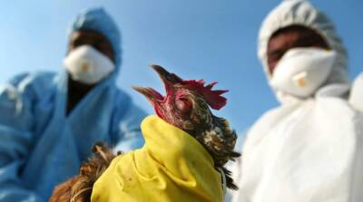 В Японии зафиксировали вспышку птичьего гриппа - ru.slovoidilo.ua - Украина - Япония - Южная Корея
