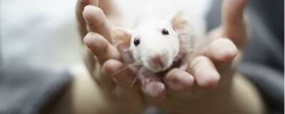 Ученые назвали животных, способных переносить коронавирус - runews24.ru - Нью-Йорк