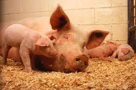 В Новосибирской области опровергли сведения о гибели свиней из-за африканской чумы - runews24.ru - Новосибирск - Новосибирская обл.