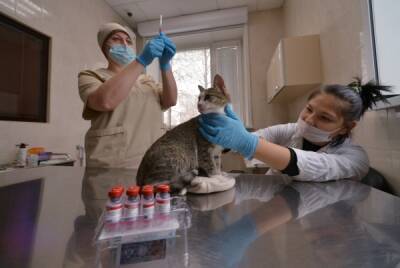 Вирусолог призвал вакцинировать от коронавируса домашних кошек - govoritmoskva.ru - Сша
