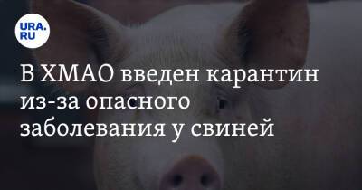 В ХМАО введен карантин из-за опасного заболевания у свиней - ura.news - Москва - округ Югра
