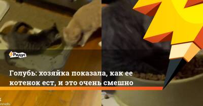 Голубь: хозяйка показала, как ее котенок ест, и это очень смешно - ridus.ru