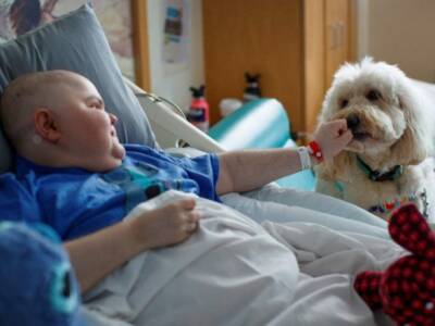 В США собака помогает детям преодолеть страх уколов - unn.com.ua - Украина - Сша - New York - Киев - Сан-Диего