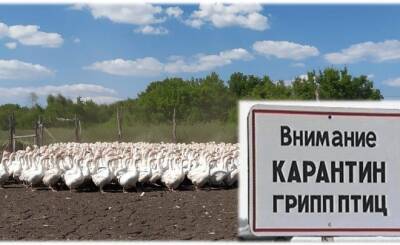 В Башкирии выявлена вторая вспышка птичьего гриппа - realnoevremya.ru - республика Башкирия