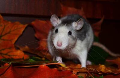 Ученые назвали крыс возможным источником распространения нового коронавируса - actualnews.org - Сша