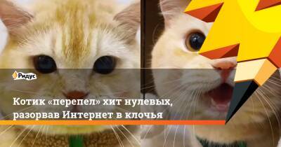 Котик «перепел» хит нулевых, разорвав Интернет в клочья - ridus.ru