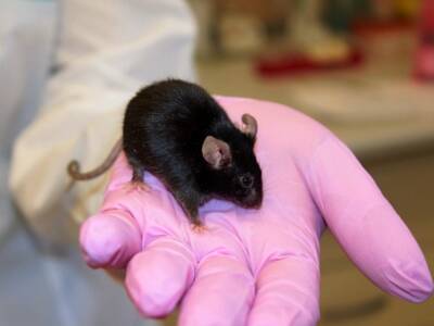 PLOS Computational Biology: Новые коронавирусы могут прийти к нам от крыс и мышей - rosbalt.ru - Сша