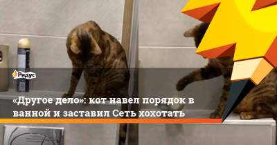 «Другое дело»: кот навел порядок в ванной и заставил Сеть хохотать - ridus.ru