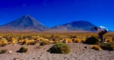 В растениях Атакамы нашли гены, позволяющие выживать в пустыне - argumenti.ru - Чили