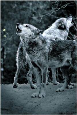 История о том, как волки восстановили экосистему Йеллоустонского парка - argumenti.ru - Сша
