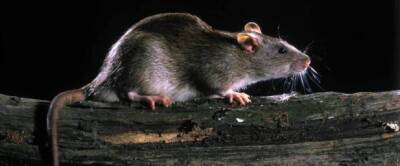 Ученые Принстонского университета назвали крыс источником нового коронавируса - runews24.ru