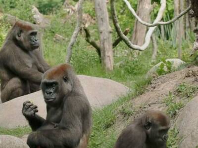 В зоопарке в Нидерландах гориллы и львы неизвестным образом заболели COVID-19 - gordonua.com - Украина - Китай - Голландия
