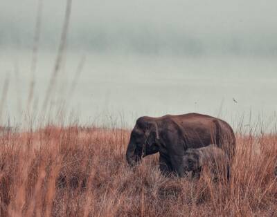 Исследователи из Кении заявили о беби-буме у африканских слонов - news.vse42.ru - Кения