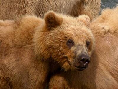 Калифорнийский медведь, воспользовавшийся в супермаркете санитайзером, стал «звездой» TikTok - rosbalt.ru - штат Калифорния