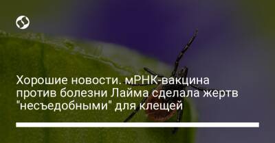 Хорошие новости. мРНК-вакцина против болезни Лайма сделала жертв "несъедобными" для клещей - liga.net - Украина