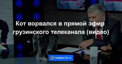 Кот ворвался в прямой эфир грузинского телеканала (видео) - news.mail.ru - Грузия
