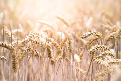 Цены на российскую пшеницу достигли рекорда - lenta.ru