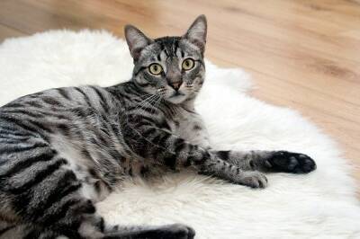 Ученые выяснили невероятный факт о кошках и мира - cursorinfo.co.il - Канада