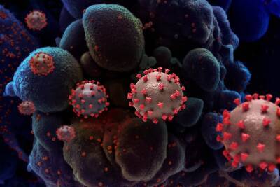 Новую опасную мутацию коронавируса выявили в Африке и Китае - vm.ru - Китай - Гонконг - Гонконг - Юар - Ботсвана
