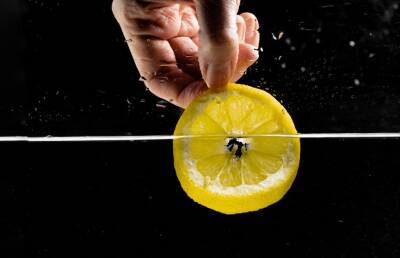 Вот что будет с организмом, если каждый день съедать дольку лимона – вы точно удивитесь! - ont.by - Белоруссия