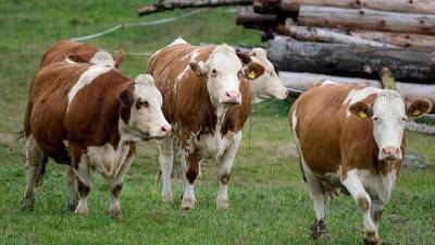В Башкирии крупный скот рискует заболеть опасным вирусом - bash.news - республика Башкирия