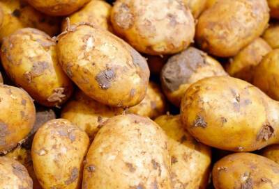 Эксперт Строгая сообщила о росте цен на картофель из-за плохого урожая - online47.ru - Россия