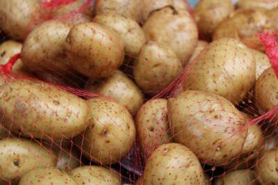 Агроэксперт Строгая прогнозирует подорожание картофеля из-за плохого урожая - actualnews.org - Россия