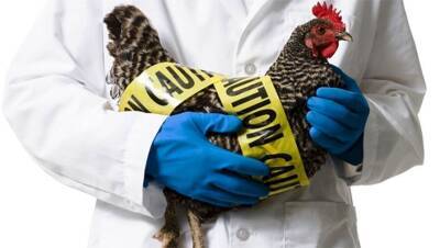 Во Франции обнаружили высокопатогенный вирус птичьего гриппа - ru.slovoidilo.ua - Франция - Украина