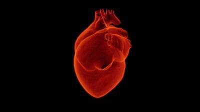 Ученые обнаружили новый тип клеток в сердце и мира - cursorinfo.co.il
