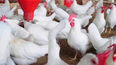 Франция сообщила о вспышке высокопатогенного птичьего гриппа на ферме - unn.com.ua - Франция - Украина - Киев - Бельгия