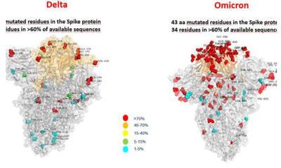 Итальянские медики показали изображение белка штамма омикрон - capital.ua - Украина - Италия - Рим