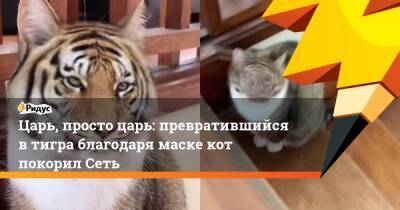 Царь, просто царь: превратившийся в тигра благодаря маске кот покорил Сеть - ridus.ru