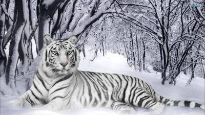 2022 год пройдет под покровительством хищника, год какого животного наступает, чего ожидать - yur-gazeta.ru