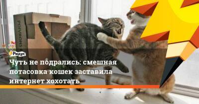 Чуть не подрались: смешная потасовка кошек заставила интернет хохотать - ridus.ru