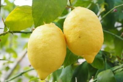 Роспотребнадзор выявил завышенное содержание пестицидов в турецких лимонах - versia.ru - Россия
