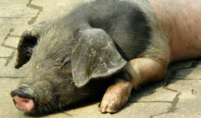 В Белоярском округе Свердловской области могут быть уничтожены все свиньи из-за чумы - mkset.ru - Свердловская обл.