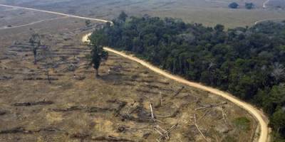 Greenpeace: более 100 стран прекратят вырубку лесов к 2030 году - argumenti.ru - Россия - Бразилия