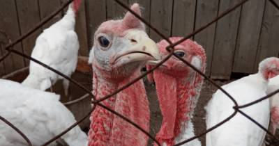 Дания сообщила о вспышке особо опасного птичьего гриппа: нашли на ферме - focus.ua - Украина - Дания