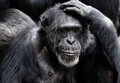 Японские ученые вылечили обезьяну от ВИЧ - facenews.ua - Украина - Япония